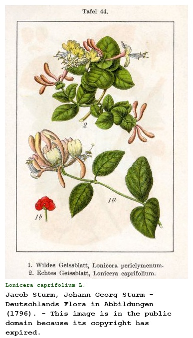 Lonicera caprifolium L.